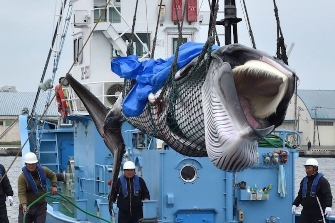 Japón insiste en la caza de ballenas