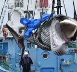 Japón insiste en la caza de ballenas