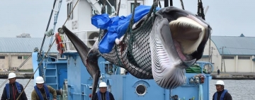 Japón insiste en la caza de ballenas