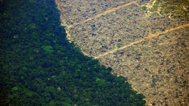 Deforestación: los 10 países que perdieron más bosque virgen en el mundo (y 5 están en América Latina)-bbcenespañol.com