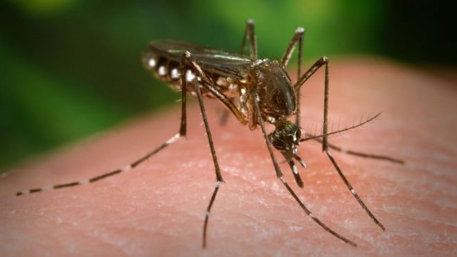 Las razones por las que los mosquitos nos eligieron cómo víctimas hace miles de años-bbcenespañol.com